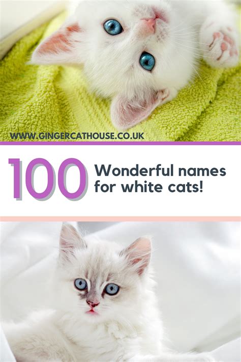 100 Awesome Names For White Cats And Kittens White Cats Cats Cat Care