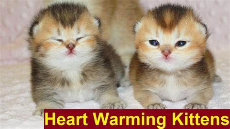 Wrap the bottle snugly in a towel to ensure that the bottle doesn't get too warm. These kittens Must Warm Your Heart - Hungry Kittens want ...