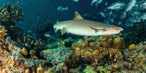 1 ¿qué son los ecosistemas? En el ecosistema no sobra nadie: Tiburones