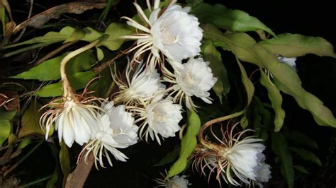 Blooming Nishagandhi Queen Of The Night Epiphyllum Oxypetalum