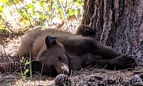 Bear Naked Truth Do Tahoes Bears Actually Hibernate