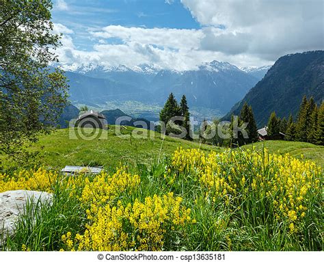 Yellow Wild Flowers On Summer Mountain Slope Alps Switzerland Canstock