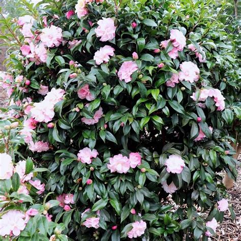Camellia X Williamsii Buttons N Bows Warners Nurseries