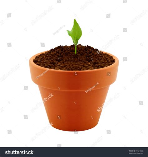 Small Plant Growing In Clay Pot Stock Photo 99624860 Shutterstock
