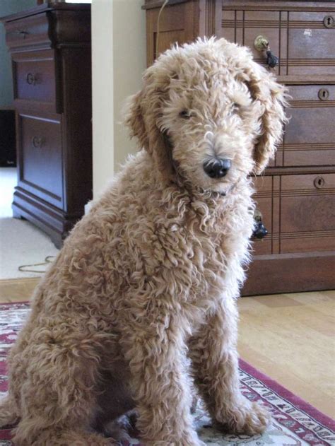 First of all, let's bust a myth! Goldendoodle - full grown | animals > humans | Pinterest