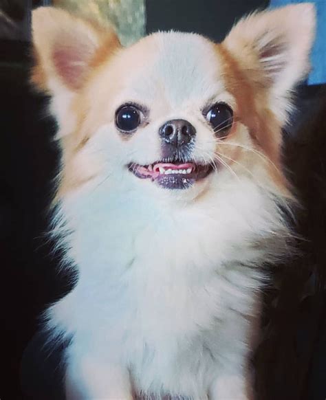 Smiling Chihuahua Chihuahua Cute Chihuahua Chihuahua Puppies
