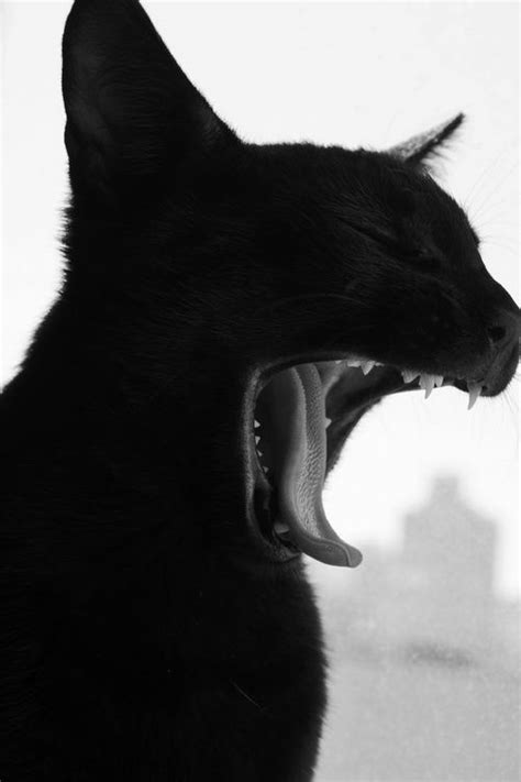 Killer Cat Roar Or Catwisdom101 Says Bored Yawn Doja Cat Cats Meow