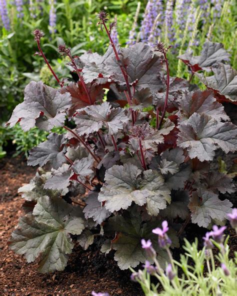 12 Best Companion Plants For Hostas Longfield Gardens