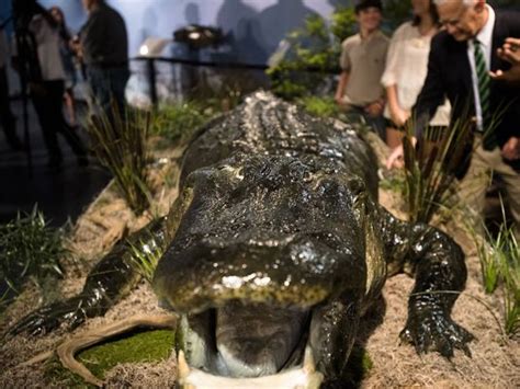 Record Breaking Alligator Splits Opinion In Montgomery