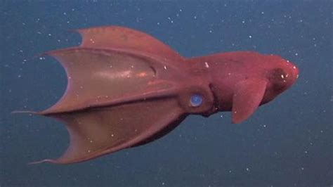 The Miracles Of Life The Vampire Squid