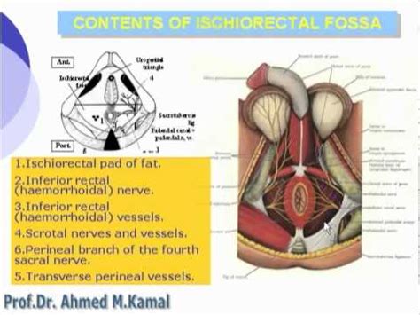 These cookies make it possible to obtain anonymous statistics of attendance as well as error reports during the visit of the site, in order to optimize its ergonomics, its navigation and its contents. 42 Contents of Ischiorectal Fossa - YouTube