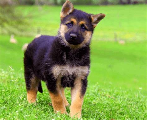 The Miniature German Shepherd Everything You Need To Know Petdt