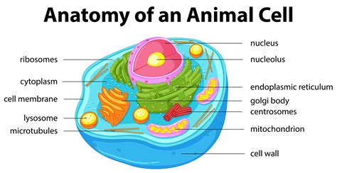 Diagrama Que Muestra La Anatomía De La Célula Animal 430301 Vector En