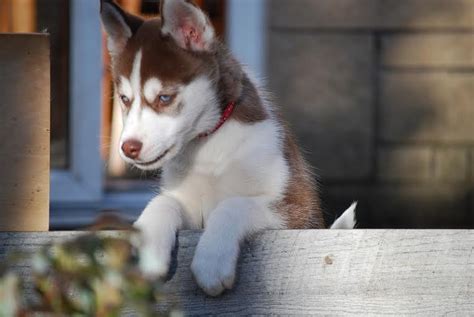 Husky adoption can be a stressful thing to undertake, whether you are looking to buy one from a breeder or to adopt a husky from a shelter, there are always many questions you may have. Beautiful Siberian Husky puppy for adoption Rowley Regis ...