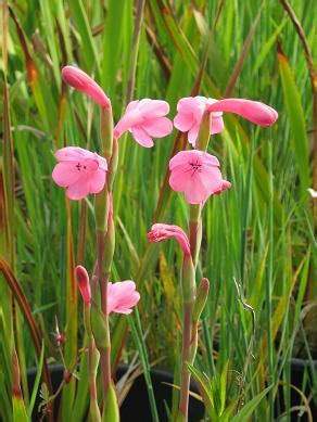 We pride ourselves on fresh colourful cut flowers and our arrangements from traditional to modern and nexpected. Watsonia knysnana x pillansii