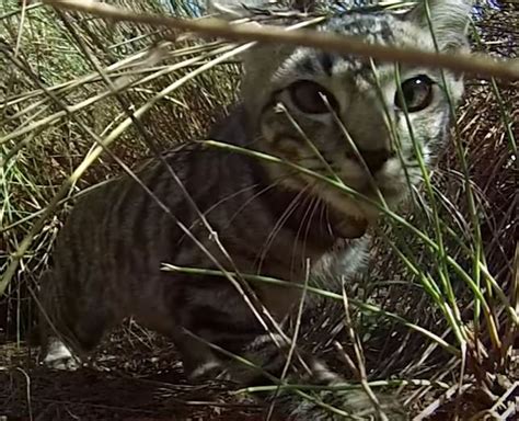 Feral Cats Kill Over Three Billion Native Animals Each Year