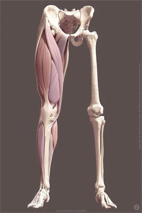 Artstation Leg Anatomy Jekabs Jaunarajs In Leg Anatomy