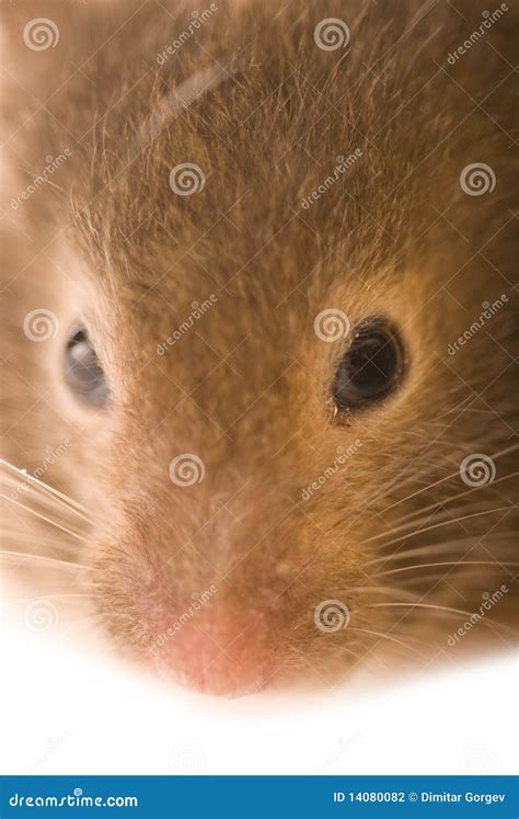 Little Brown Hamster Close Up Stock Photography Image 14080082