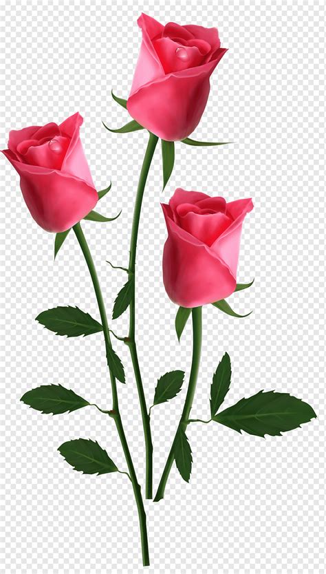 Bunga Pink Rose Beautiful Pink Roses Tiga Bunga Mawar Pink Merangkai