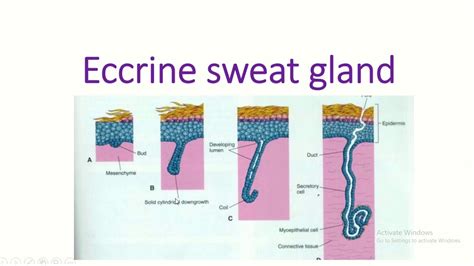 Sweating Eccrine Gland Composition Type Causes Youtube
