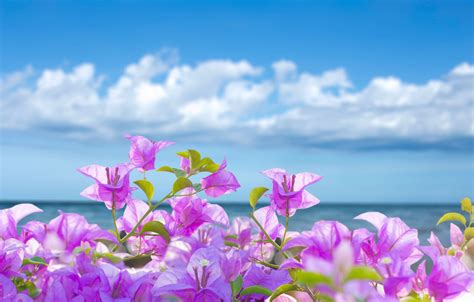 Tropical Beach Flowers Photography Wallpaper Wide Wallpapers
