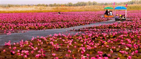 Mybestplace Nong Han Kumphawapi The Lake Covered With Lotus Flowers