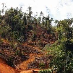 Flora (tumbuhan) dan fauna (hewan) endemik di indonesia pun tak kalah banyak jumlahnya. Pembalakan kaedah 'cuci mangkuk' jejas teruk pendapatan ...