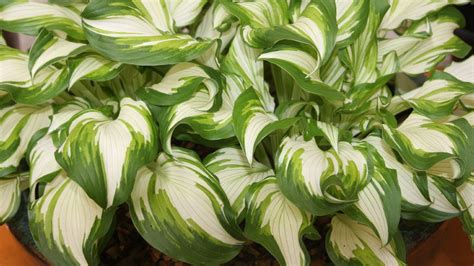 Hosta can also be grown from seeds in pots. How to Grow Hostas in Containers - Plantain Lily - YouTube