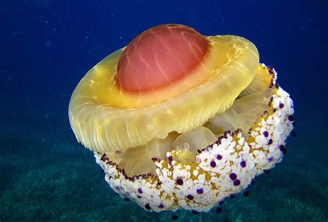 The fried egg jellyfish in all its glory. Beautiful Creatures - Fried Egg Jellyfish