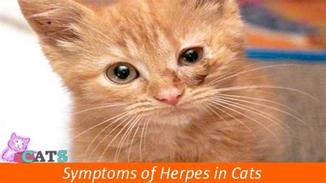 Eye herpes (ocular herpes viral infections). Cat Herpes: Symptoms and Treatment for Herpes In Cats
