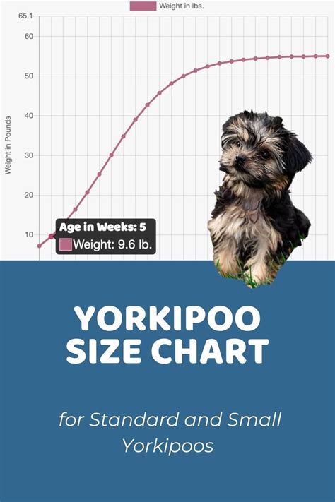 Yorkie Poo Growth Chart