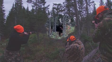 Once In A Lifetime Bull Moose Maine Moose Hunting Youtube
