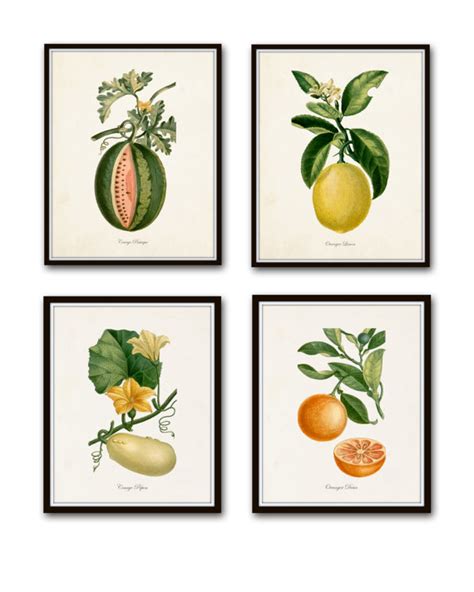 French Botanical Print Set No 12 Giclee Prints Kitchen Etsy