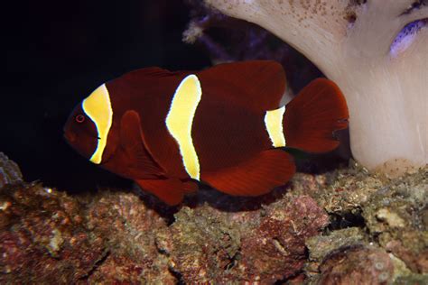 Underwater Photographer Carlien Oberholzers Gallery Clown Fish By