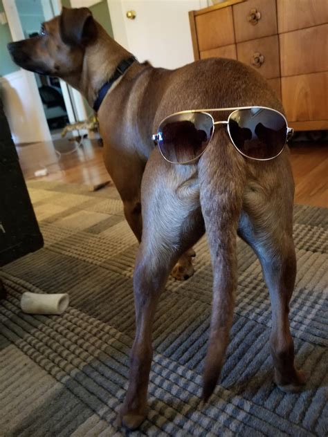 Psbattle This Dog Wearing Sunglasses Photoshopbattles