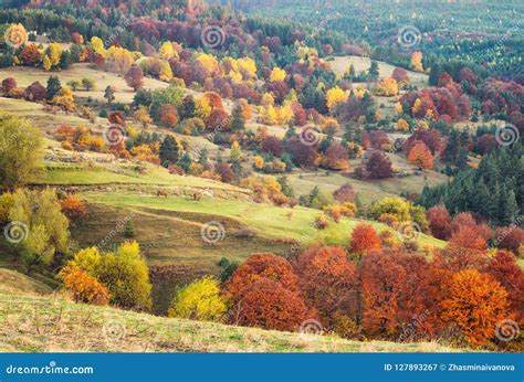 Autumn Forest In Bulgaria Stock Image Image Of Field 127893267