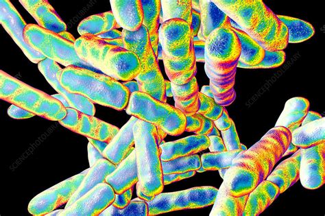 Bifidobacterium Bacteria Illustration Stock Image F0181253