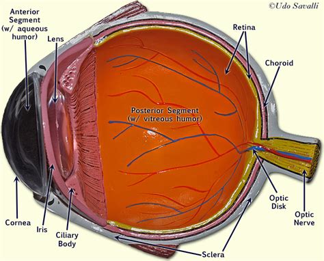 Human eye consists of various parts which helps us in seeing the objects, the function of various parts are (f) retina: BIO201-Eye Model