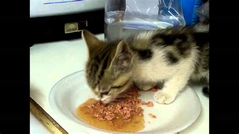 Hungry Kitten Speaks While Eatingflv Youtube