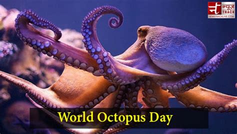 National Octopus Day Here Is All You Need To Know About This Sea