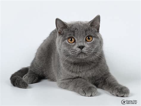 Orion Purebred British Shorthair Kitten Mysite1