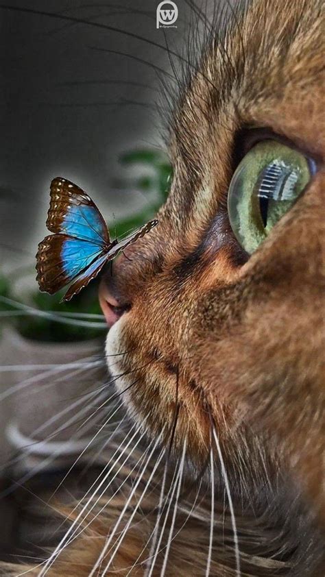 Cat And Butterfly Wallpaper Kedi Ve Kelebek Duvar Kağıdı 2020 Kedi
