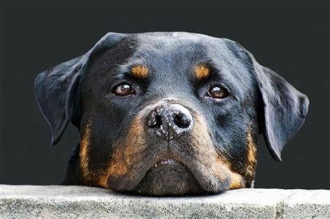 14 Scary Looking Dog Breeds Thatll Make Criminals Think Twice