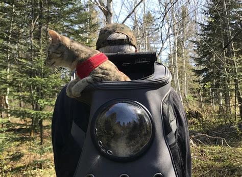 The ultimate fat cat backpack review in sponsorship with your cat backpack. Pin on Fluffies!
