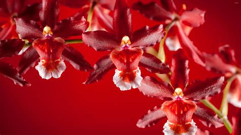 Fresh Red Orchid Flower Images Top Collection Of Different Types Of Flowers In The Images Hd