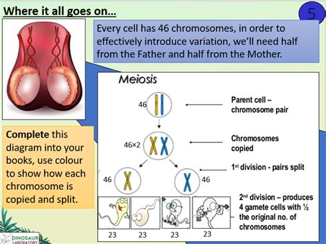 Ks4 B13 2 Cell Division In Sexual Reproduction Teaching Resources