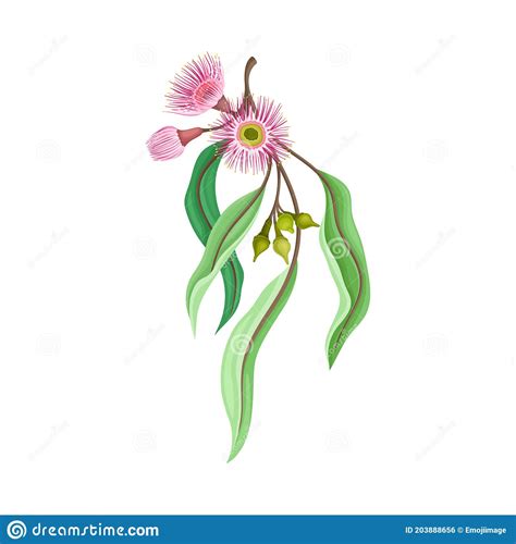 Eucalyptus Flower Twig With Woody Fruits Or Cone Shaped Capsules Vector Illustration