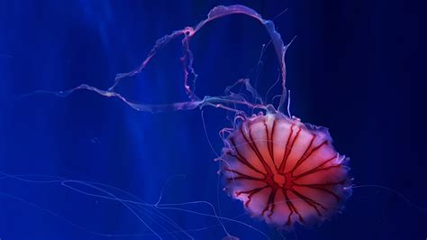 Deep Ocean Jellyfish 4k Wallpapers Hd Wallpapers Id 25890