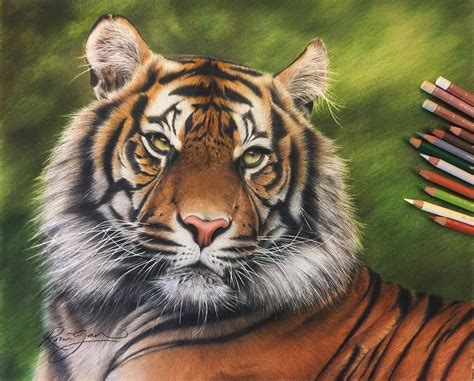 Realistic Colored Pencil Drawings Of Animals Realistic Animal Pencil