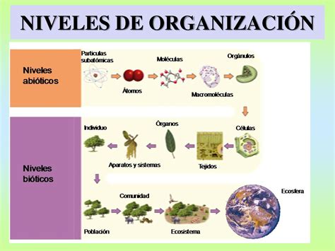 Ciencia Tecnolog A Y Ambiente Niveles De Organizaci N De La Materia Viviente